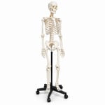 Human Skeleton Model